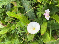 field bindweed