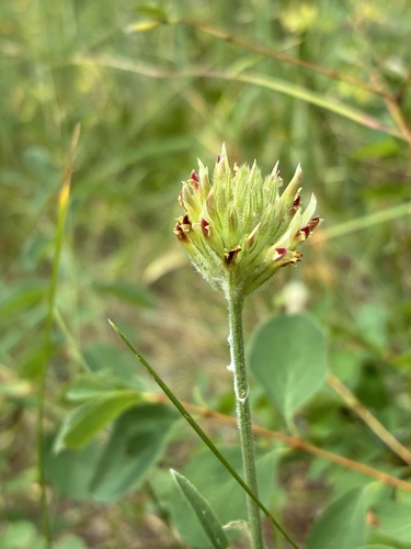 Trifolium plumosum ssp. plumosum