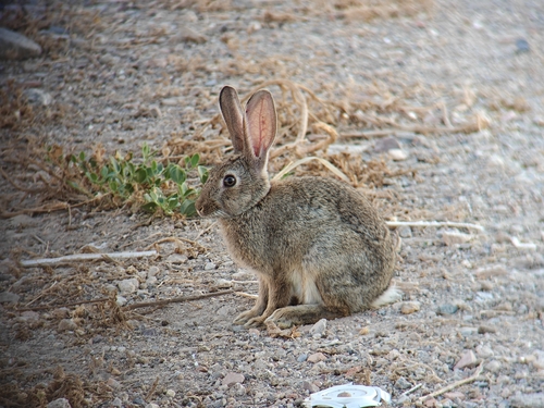 European Rabbit