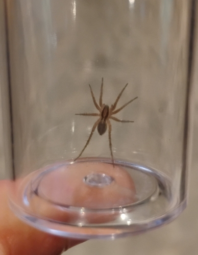iNaturalist observation photo of Lycosinae