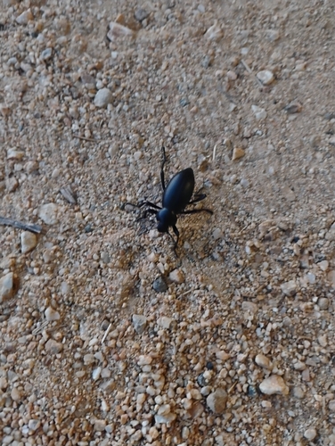iNaturalist observation photo of Dentate Stink Beetle