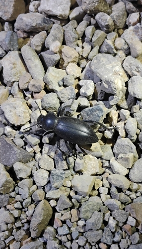 iNaturalist observation photo of Dentate Stink Beetle