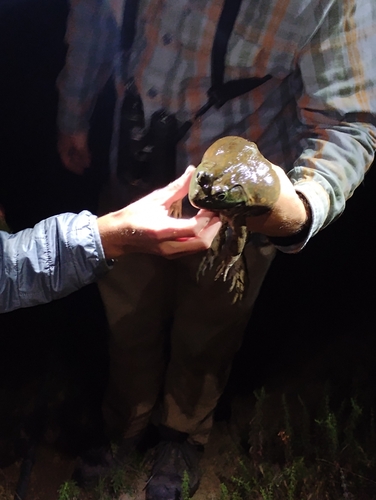 iNaturalist observation photo of American Bullfrog
