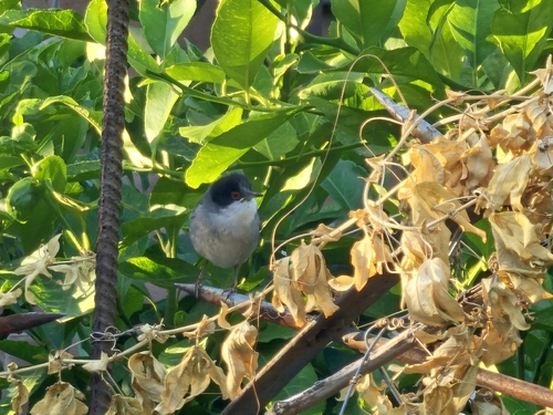 Sardinian Warbler