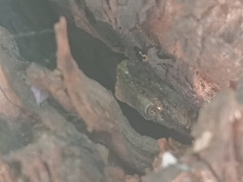 Moorish Gecko