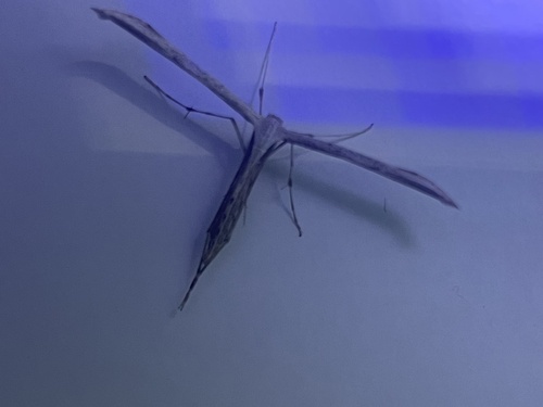 Morning-glory Plume Moth