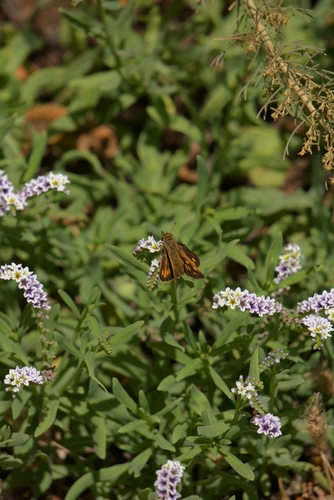 iNaturalist observation photo of Grass Skippers