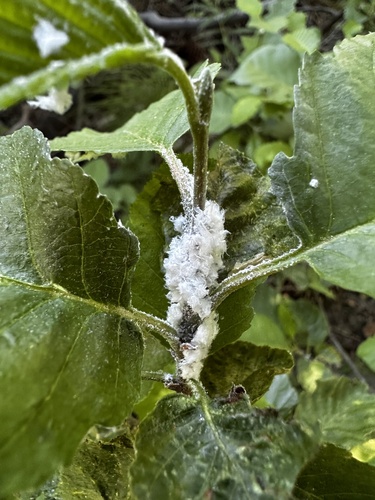 iNaturalist observation photo of Alder Sucker