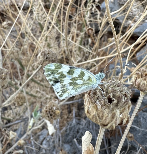 Eastern Bath White