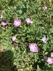 field bindweed