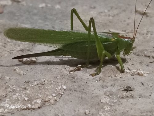 Great Green Bush-cricket