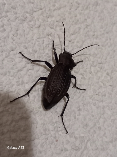 Carabus cancellatus