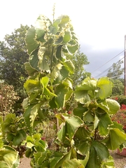 Acalypha wilkesiana image