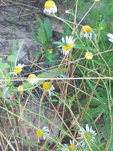 Common Blue Damselfly