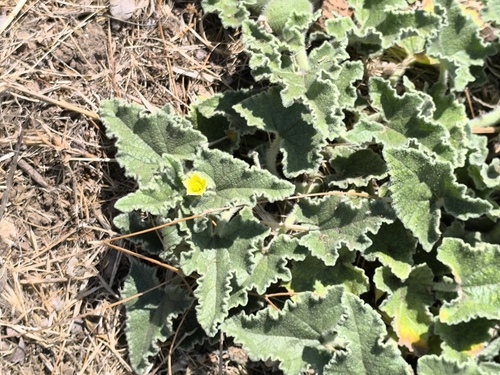 squirting cucumber