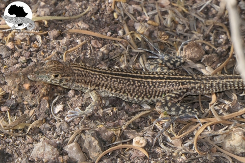 Sinai Racerunner