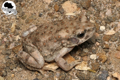 Dodson's Toad