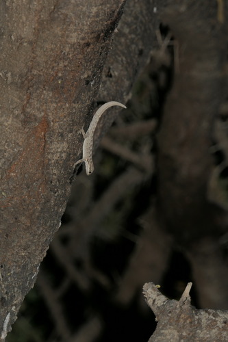 Middle Eastern Rock Gecko