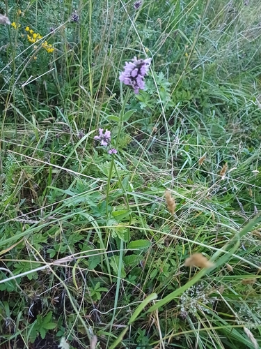 common hedge-nettle