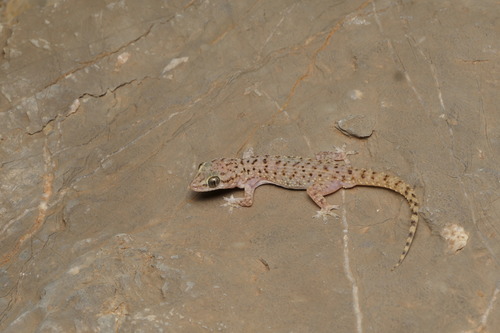 Speedy Leaf-toed Gecko
