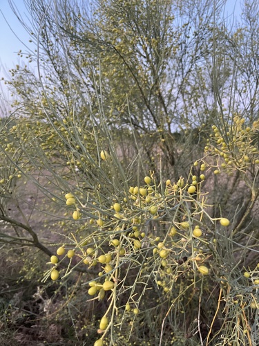 Yellow Bridal Broom