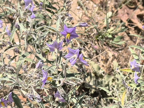 silverleaf nightshade