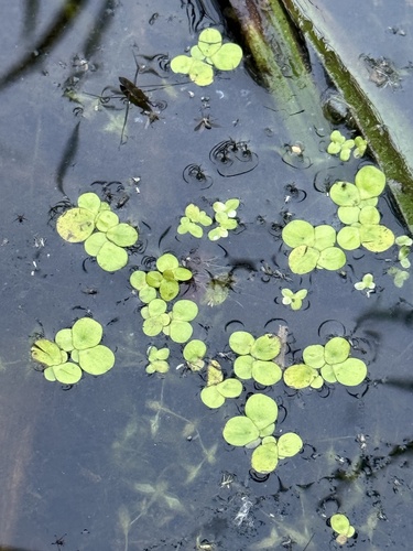 Наблюдение на iNaturalist