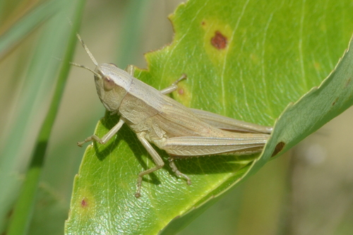 Gold Grasshopper