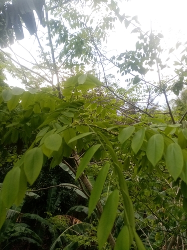 Dalbergia retusa - Leaves
