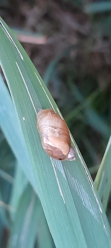 Common European Ambersnail