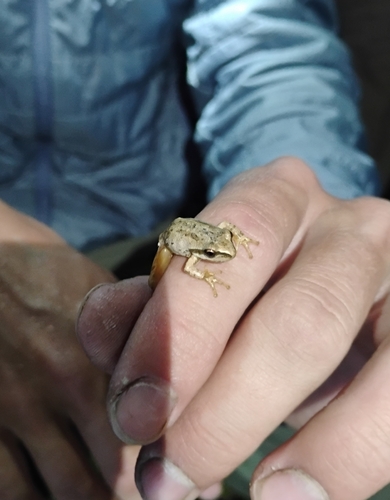 iNaturalist observation photo of Pacific chorus frog