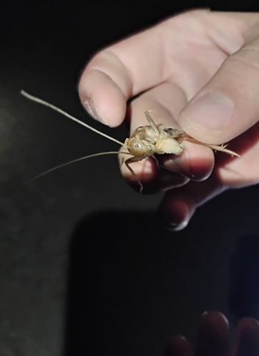 iNaturalist observation photo of Camel Crickets