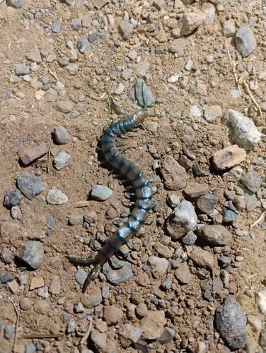 iNaturalist observation photo of Common Desert Centipede