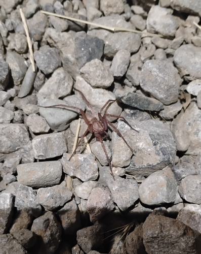 iNaturalist observation photo of Rocky Canyon Spiders