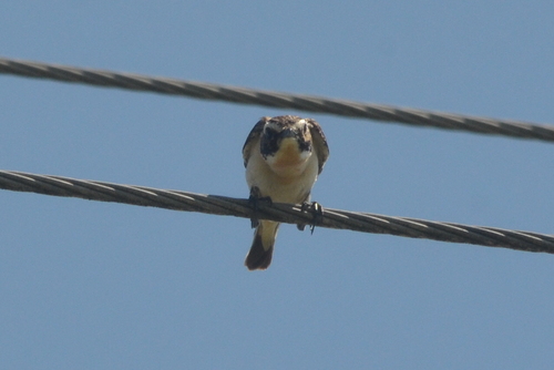 Whinchat