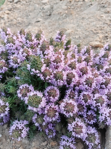Numidian thyme