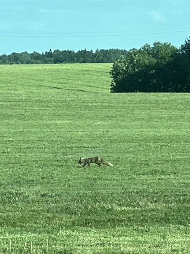 Red Fox