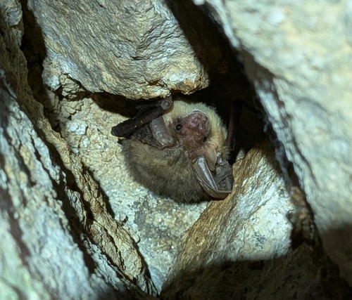 Brown Long-eared Bat