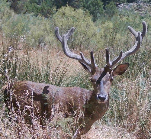 Red Deer
