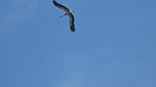 White Stork