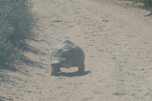 Leopard Tortoise