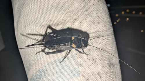 Southern Field Cricket