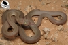Egyptian Catsnake - Photo (c) Ruan I. Stander, all rights reserved, uploaded by Ruan I. Stander