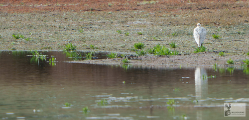 Yellow-billed Spoonbill