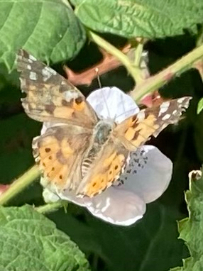 Painted Lady