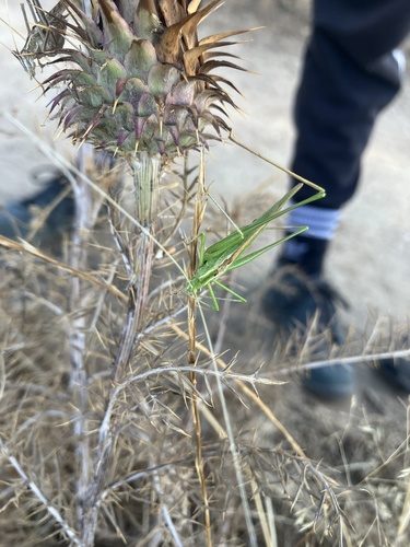 Lily Bush-cricket