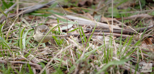 Buff-rumped Thornbill