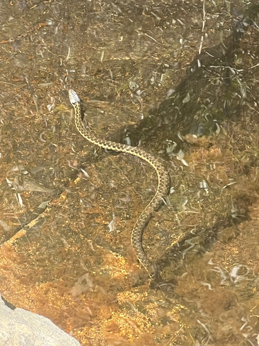 iNaturalist observation photo of Sierra Garter Snake