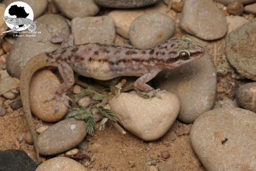 Heyden’s gecko