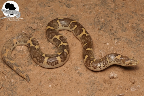 Kenyan sand boa (Eryx colubrinus), a snake often confused with the rosy boa